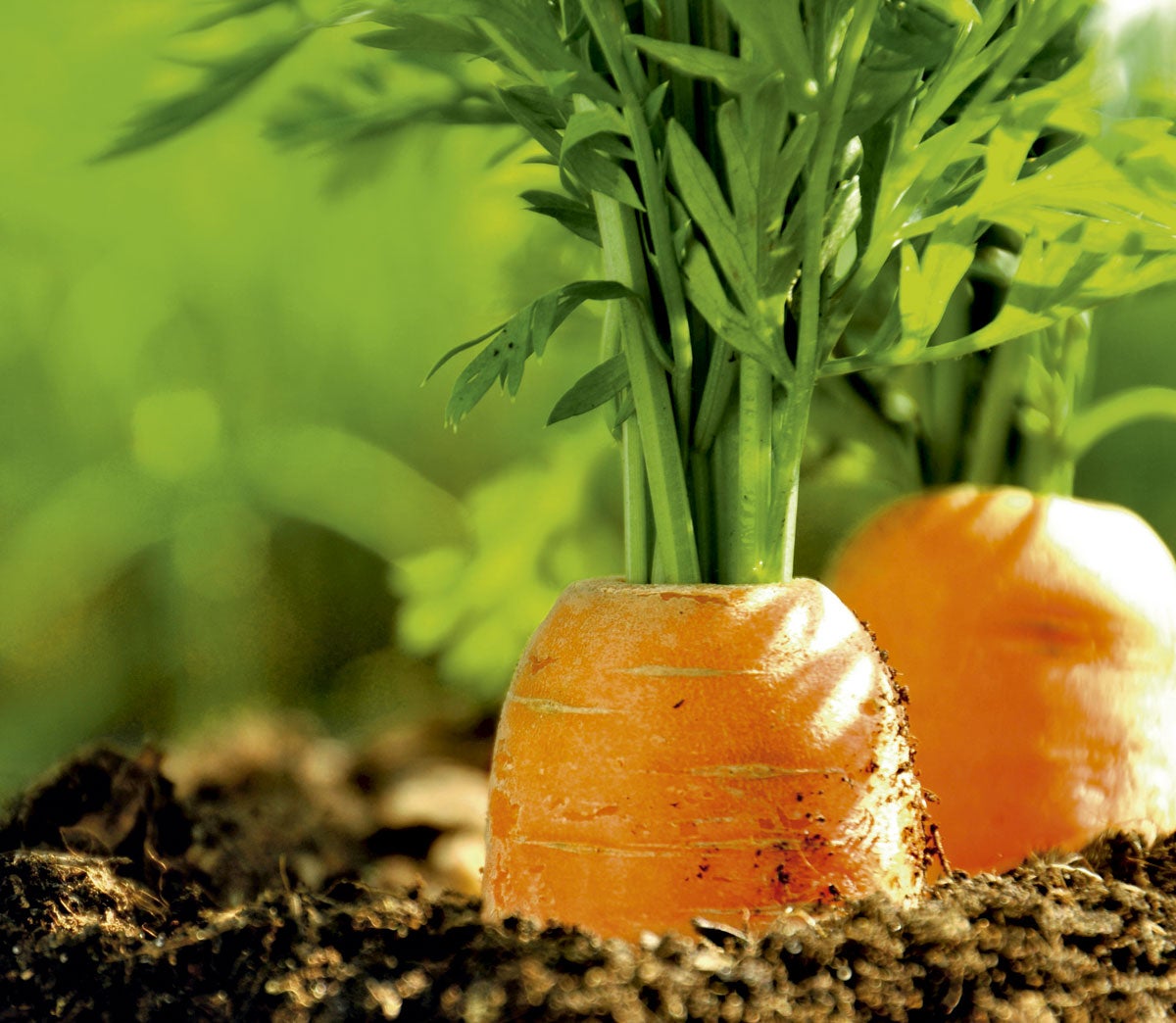 Oleada de robos en el campo granadino Oleada de robos en el campo granadino