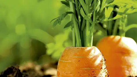 Las hortalizas son uno de los cultivos más rentables Las hortalizas son uno de los cultivos más rentables