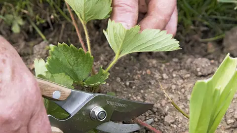 Multiplica la cosecha reutilizando esquejes del huerto Multiplica la cosecha reutilizando esquejes del huerto
