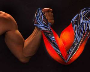 Ciencia y más: ¿Cómo mantener los músculos jóvenes? Ciencia y más: ¿Cómo mantener los músculos jóvenes?