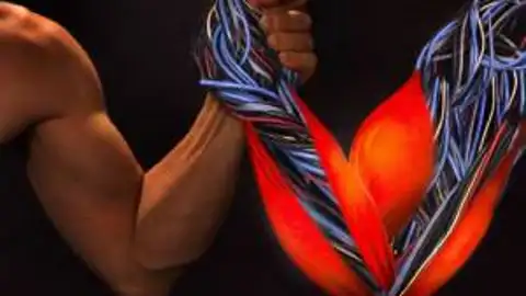 Músculos artificiales Músculos artificiales