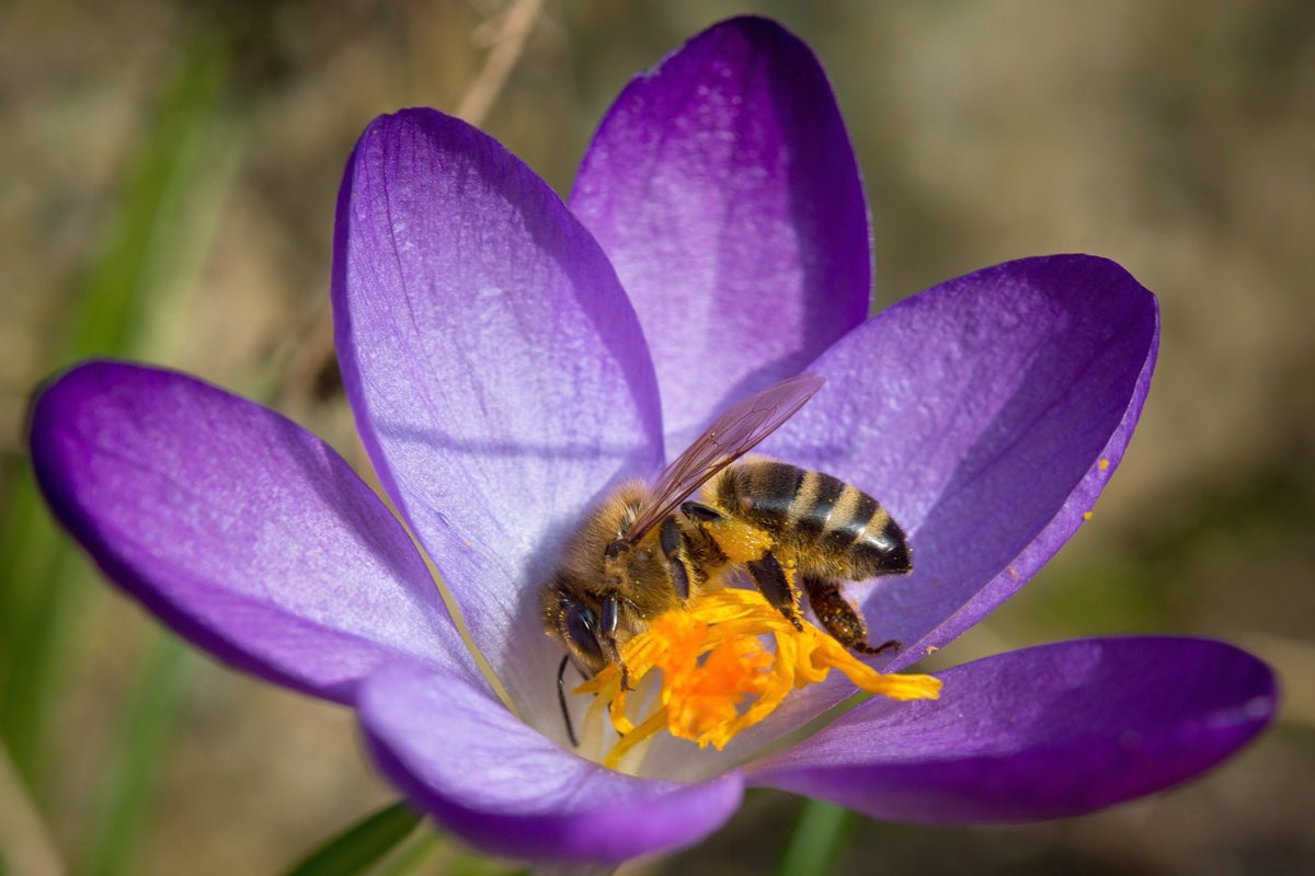 Naturaleza: ¿Cuántas abejas y flores se necesitan para producir un kilo de miel? Naturaleza: ¿Cuántas abejas y flores se necesitan para producir un kilo de miel?