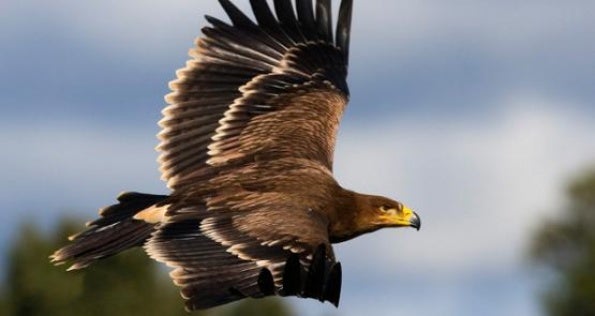 La Diputación de Badajoz programa actividades ornitológicas en once municipios La Diputación de Badajoz programa actividades ornitológicas en once municipios