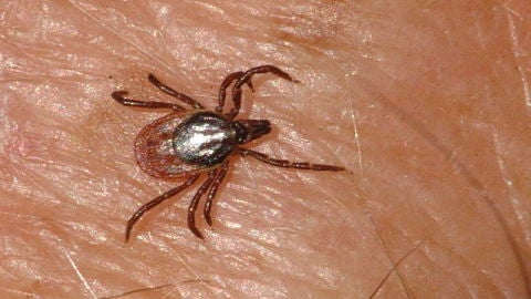 Imagen de archivo de una garrapata