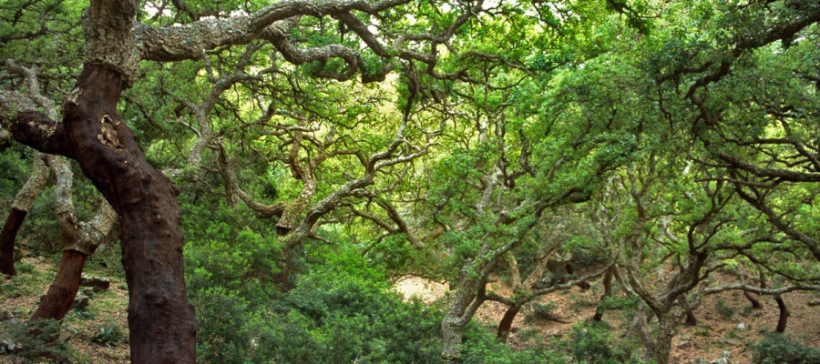 Parque Natural los Alcornocales (andalucía) Parque Natural los Alcornocales (andalucía)
