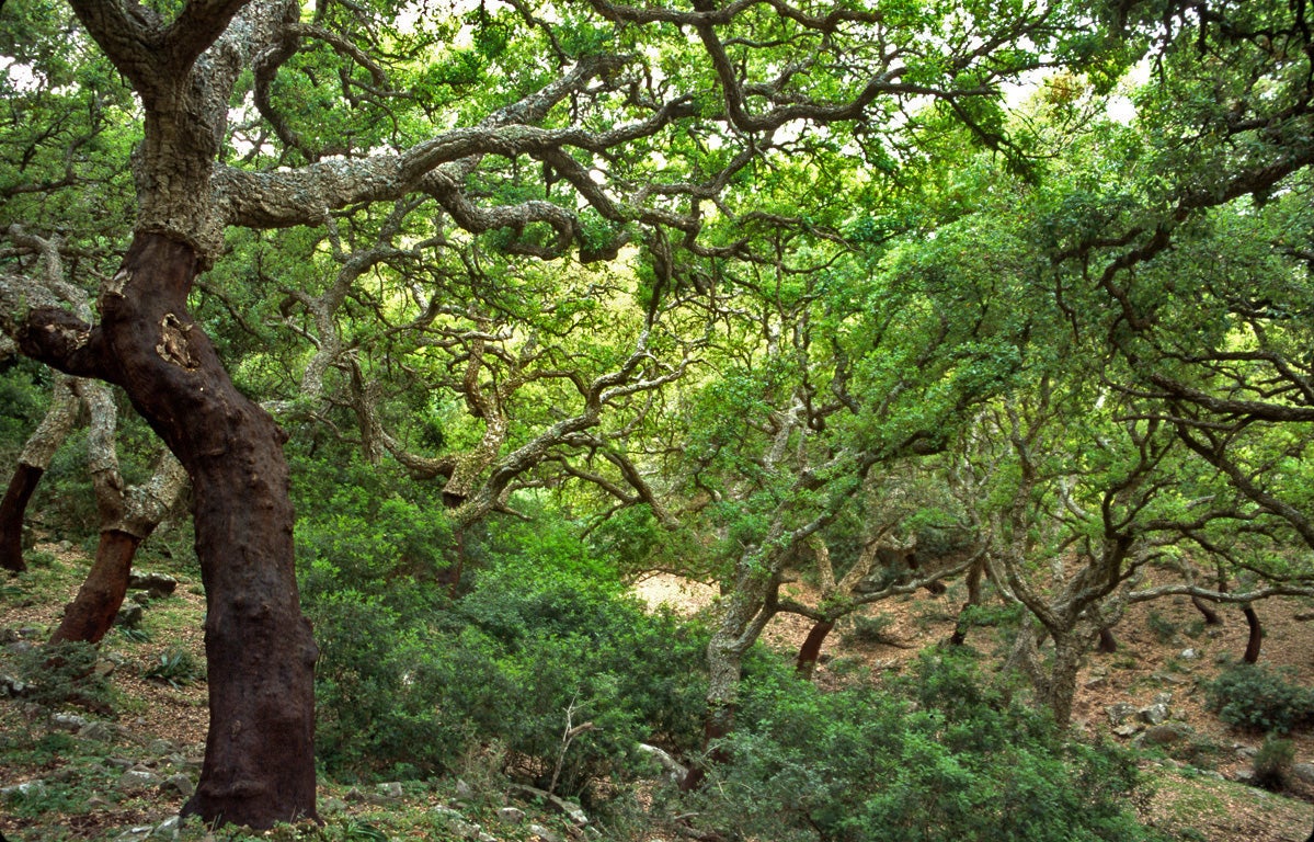 Paisajes únicos en "peligro de extinción" Paisajes únicos en "peligro de extinción"