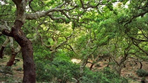 Parque Natural los Alcornocales (andaluc&iacute;a)