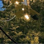 Plantación de marihuana en Granada