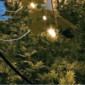 Plantación de marihuana en Granada Plantación de marihuana en Granada