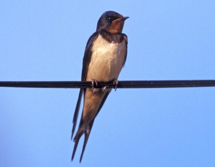 ¿Qué hacer si me encuentro una golondrina con el ala rota? ¿Qué hacer si me encuentro una golondrina con el ala rota?