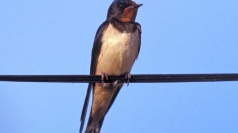 La golondrina com&uacute;n, con su estampa cara