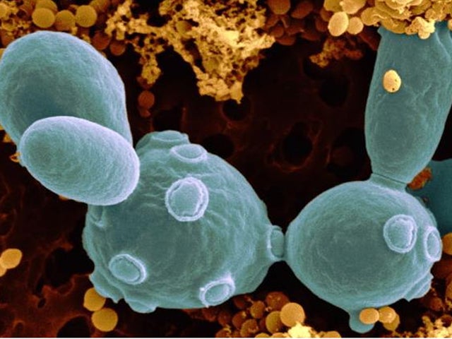 La Brújula de la Ciencia: La creación del primer cromosoma artificial La Brújula de la Ciencia: La creación del primer cromosoma artificial