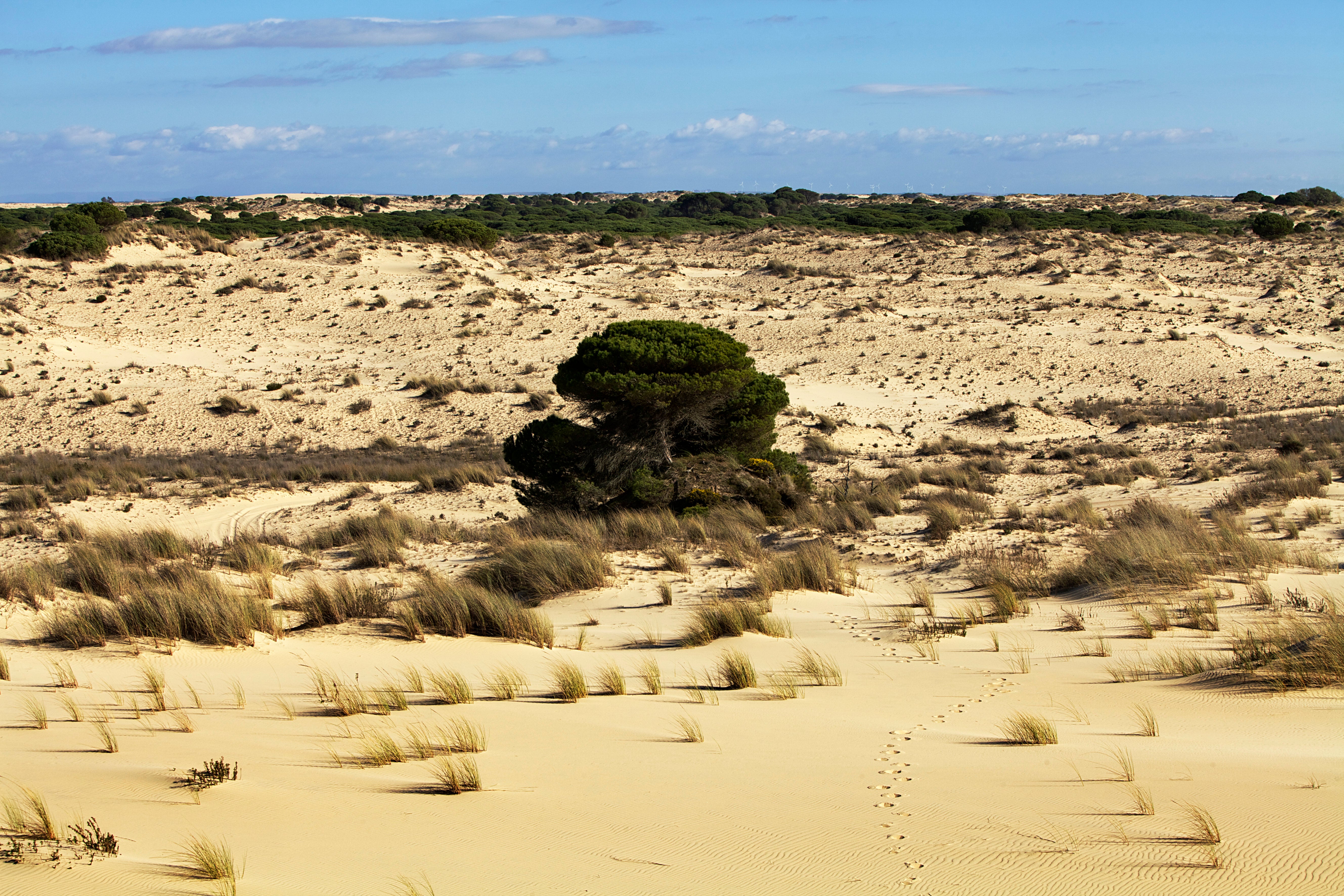 La escasez de agua de Doñana pone en peligro de extinción al águila imperial ibérica La escasez de agua de Doñana pone en peligro de extinción al águila imperial ibérica