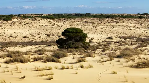 Dunas, parque de Doñana Dunas, parque de Doñana