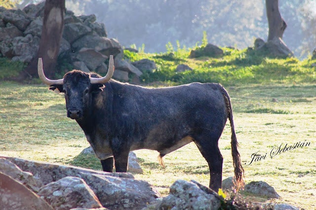 Aquí en la Onda. Navarra. Adolfo Martín, ganadero: "La corrida de Pamplona es muy buena". Aquí en la Onda. Navarra. Adolfo Martín, ganadero: "La corrida de Pamplona es muy buena".