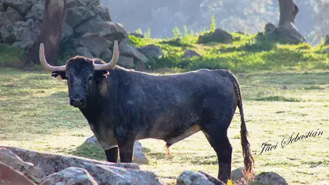 Toro Adolfo Martín Toro Adolfo Martín