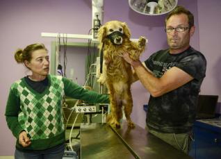 El tener una camada una vez en su vida y otras mentiras de la esterilización El tener una camada una vez en su vida y otras mentiras de la esterilización