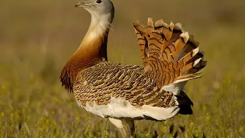 Avutarda, llamada así por su vuelo tardío Avutarda, llamada así por su vuelo tardío