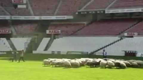 Ovejas pastando en el antiguo San Mamés Ovejas pastando en el antiguo San Mamés