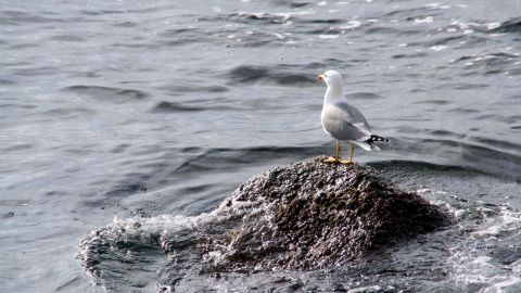 Las aves del litoral catal&aacute;n tienen pl&aacute;stico en su estomago 