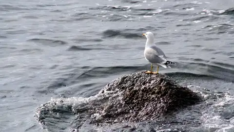 Las aves del litoral catalán tienen plástico en su estomago Las aves del litoral catalán tienen plástico en su estomago