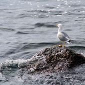 Las aves del litoral catalán tienen plástico en su estomago 