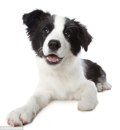 Los centros de adiestramiento para "curar" la agresividad de un perro Los centros de adiestramiento para "curar" la agresividad de un perro