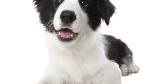 Border collie