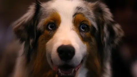 Luna es el nombre estrella tanto en perros como en gatos Luna es el nombre estrella tanto en perros como en gatos