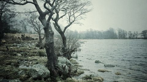 Captura de unos &aacute;rboles realizada con un iPhone
