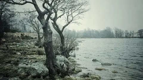 Captura de unos árboles realizada con un iPhone Captura de unos árboles realizada con un iPhone