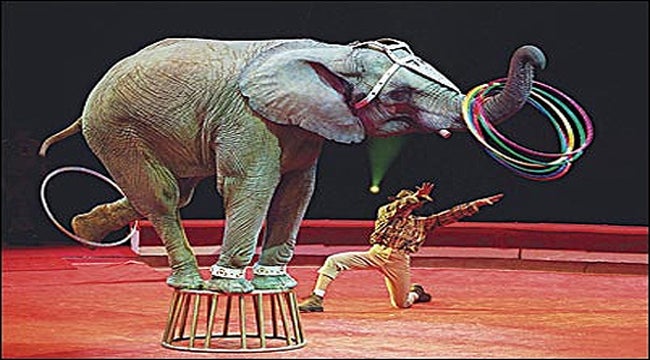 Amón, sobre el cierre del Circo Ringling y Barnum: "Nuestras sociedades se hacen "asépticas, inodoras, incoloras, insípidas e hipócritas" Amón, sobre el cierre del Circo Ringling y Barnum: "Nuestras sociedades se hacen "asépticas, inodoras, incoloras, insípidas e hipócritas"
