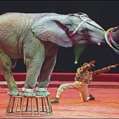 Espectáculo de circo con un elefante.