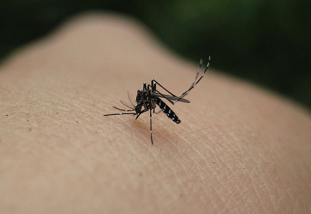 Alertan de la presencia masiva de mosquitos tigre en las piscinas de Baleares Alertan de la presencia masiva de mosquitos tigre en las piscinas de Baleares