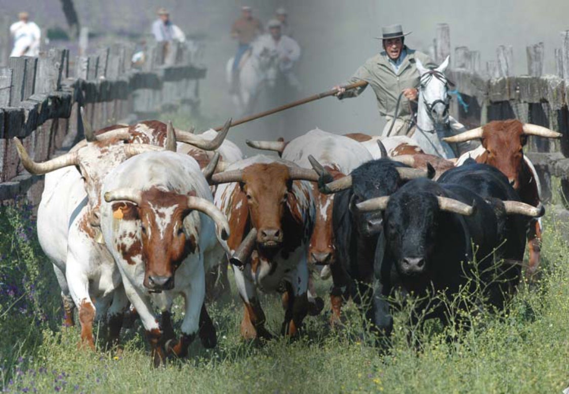 Aquí en la Onda. Navarra. "Va por Ustedes". Antonio Miura: "Entre los toros de Pamplona hay uno colorado, dos cárdenos y uno salinero". Aquí en la Onda. Navarra. "Va por Ustedes". Antonio Miura: "Entre los toros de Pamplona hay uno colorado, dos cárdenos y uno salinero".