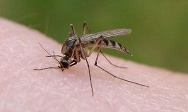 El PP de Elche reclama “más recursos” contra la plaga de mosquitos que asola muchas áreas del Camp d’Elx El PP de Elche reclama “más recursos” contra la plaga de mosquitos que asola muchas áreas del Camp d’Elx