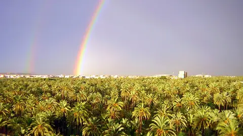El Palmeral de Elche El Palmeral de Elche
