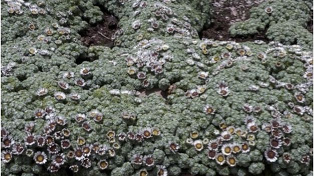 Tatiana Restrepo: "Los parques y jardines son refugios fundamentales por la calidad ambiental que dan" Tatiana Restrepo: "Los parques y jardines son refugios fundamentales por la calidad ambiental que dan"