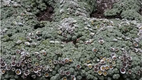 El grupo de botánica de la Universidad CEU descubre una nueva especie vegetal en Perú El grupo de botánica de la Universidad CEU descubre una nueva especie vegetal en Perú
