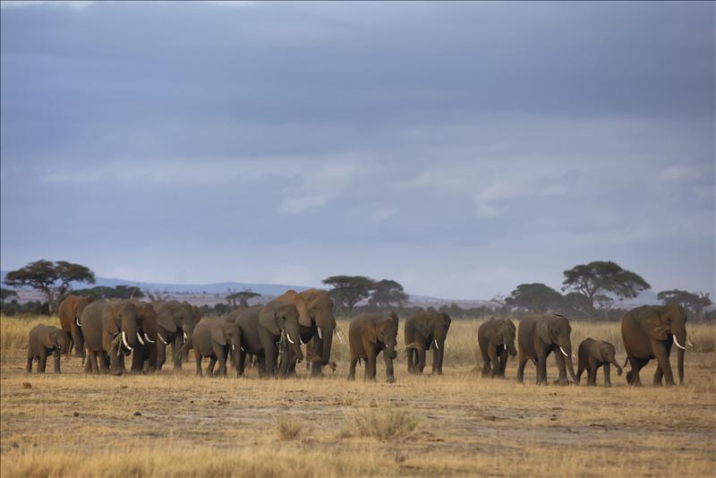 Unos guardabosques matan a tres supuestos cazadores furtivos en una reserva de Kenia Unos guardabosques matan a tres supuestos cazadores furtivos en una reserva de Kenia