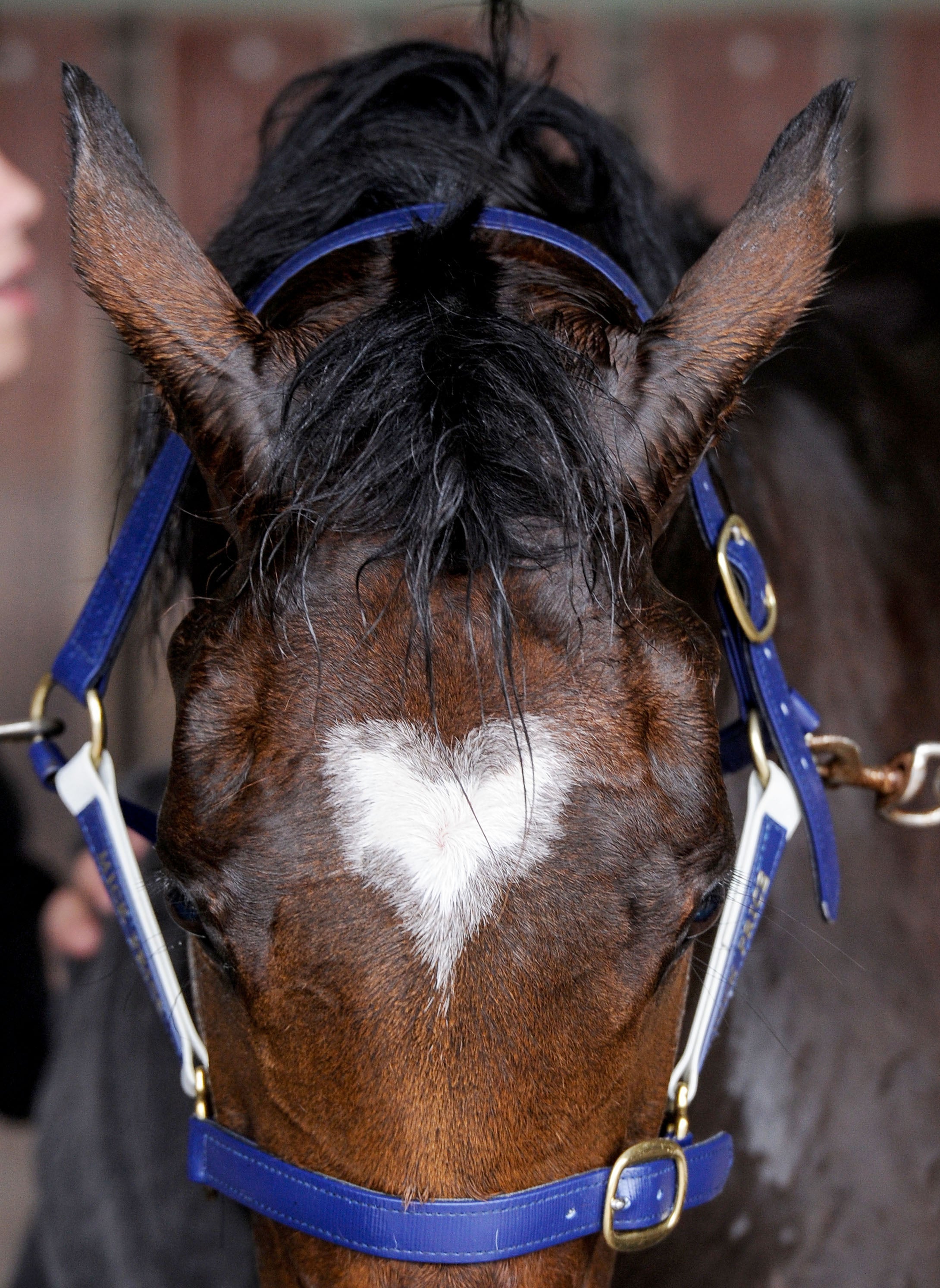 Los caballos reconocen las emociones en las caras de las personas Los caballos reconocen las emociones en las caras de las personas
