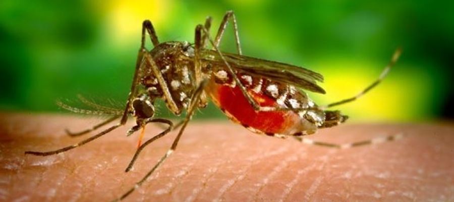 Mosquito portador del dengue Mosquito portador del dengue