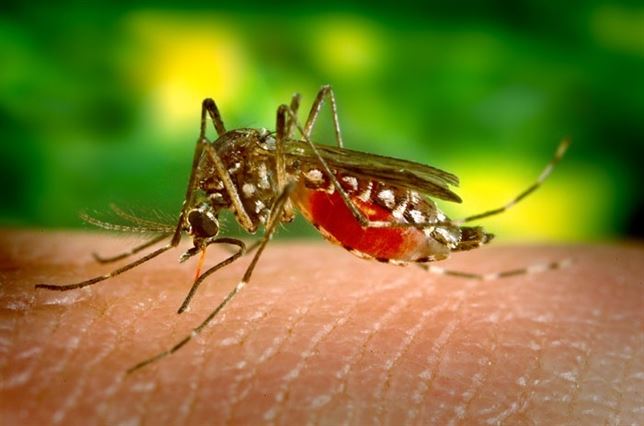 Confirmados los dos primeros casos de dengue contraído en España Confirmados los dos primeros casos de dengue contraído en España