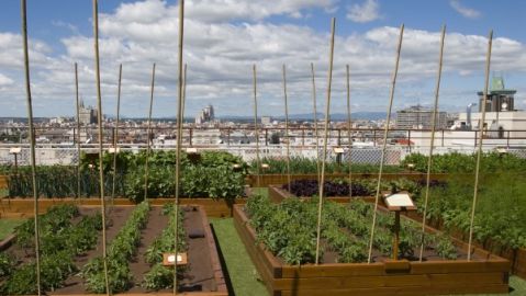 El huerto urbano m&aacute;s grande del mundo