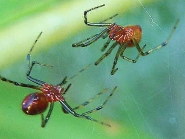 Arañas, hormigas, gusanos y otras especies de tu casa que no pagan alquiler ni hipoteca Arañas, hormigas, gusanos y otras especies de tu casa que no pagan alquiler ni hipoteca