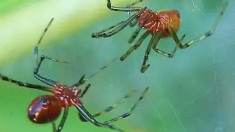 Arañas Anelosimus studiosus Arañas Anelosimus studiosus