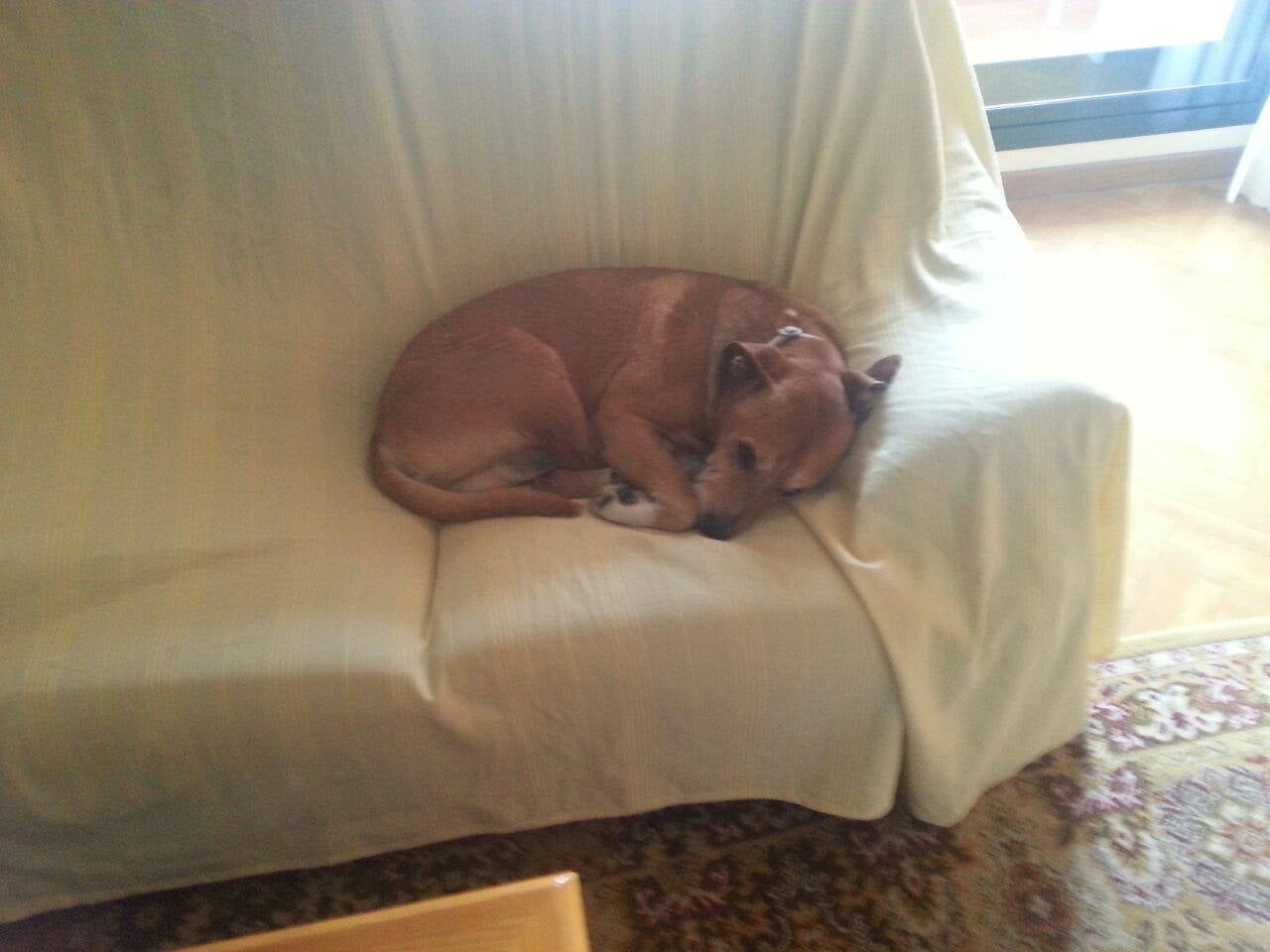 El perro de la enferma de ébola ha sido sacrificado El perro de la enferma de ébola ha sido sacrificado