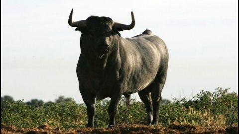 Toro de Partida de Resina