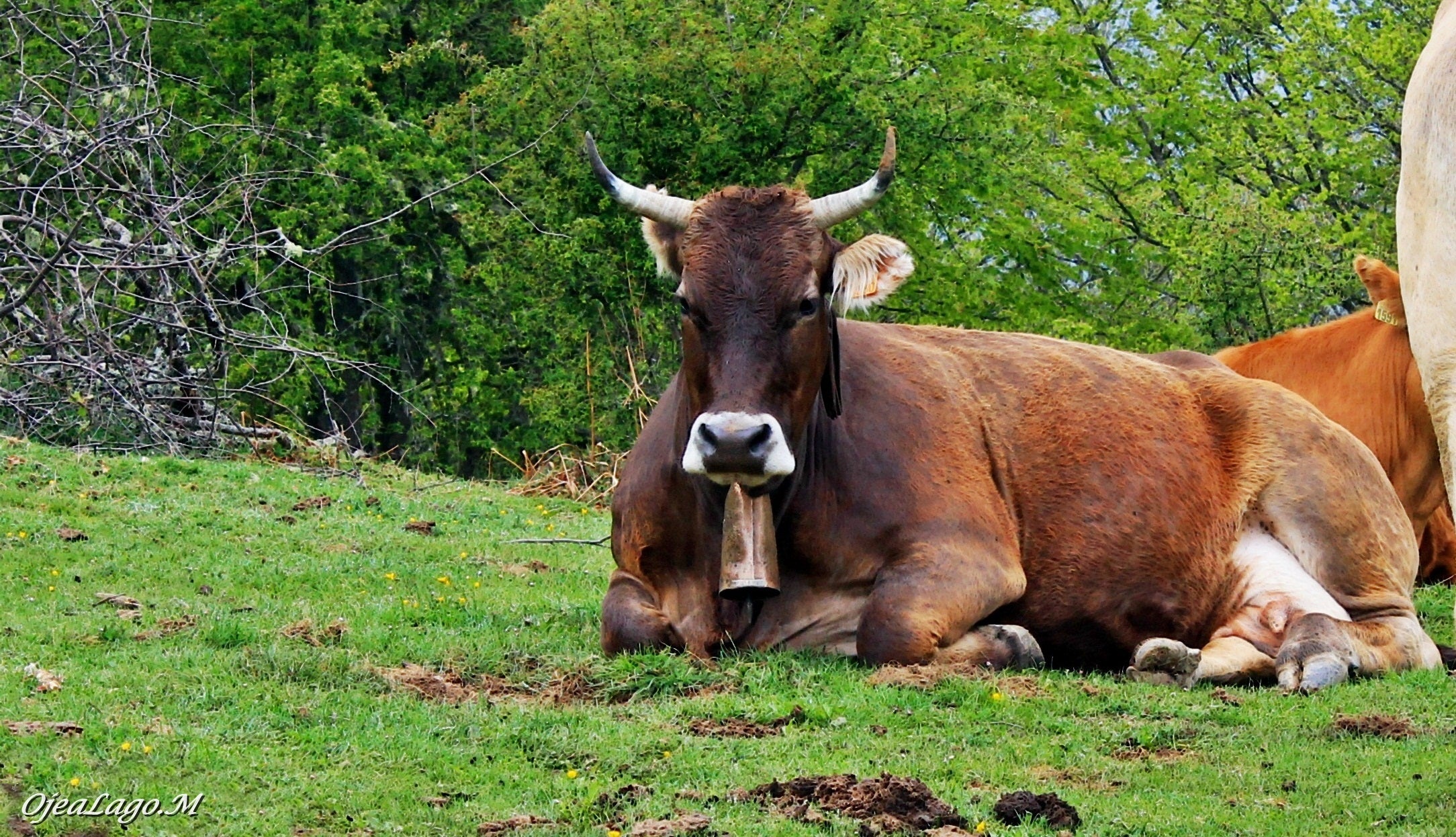 Multan a un ganadero por no llevar a sus vacas en fila india Multan a un ganadero por no llevar a sus vacas en fila india