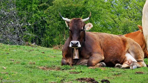 Margarita Ojea Lago nos manda esta foto de una vaca tudanca Margarita Ojea Lago nos manda esta foto de una vaca tudanca